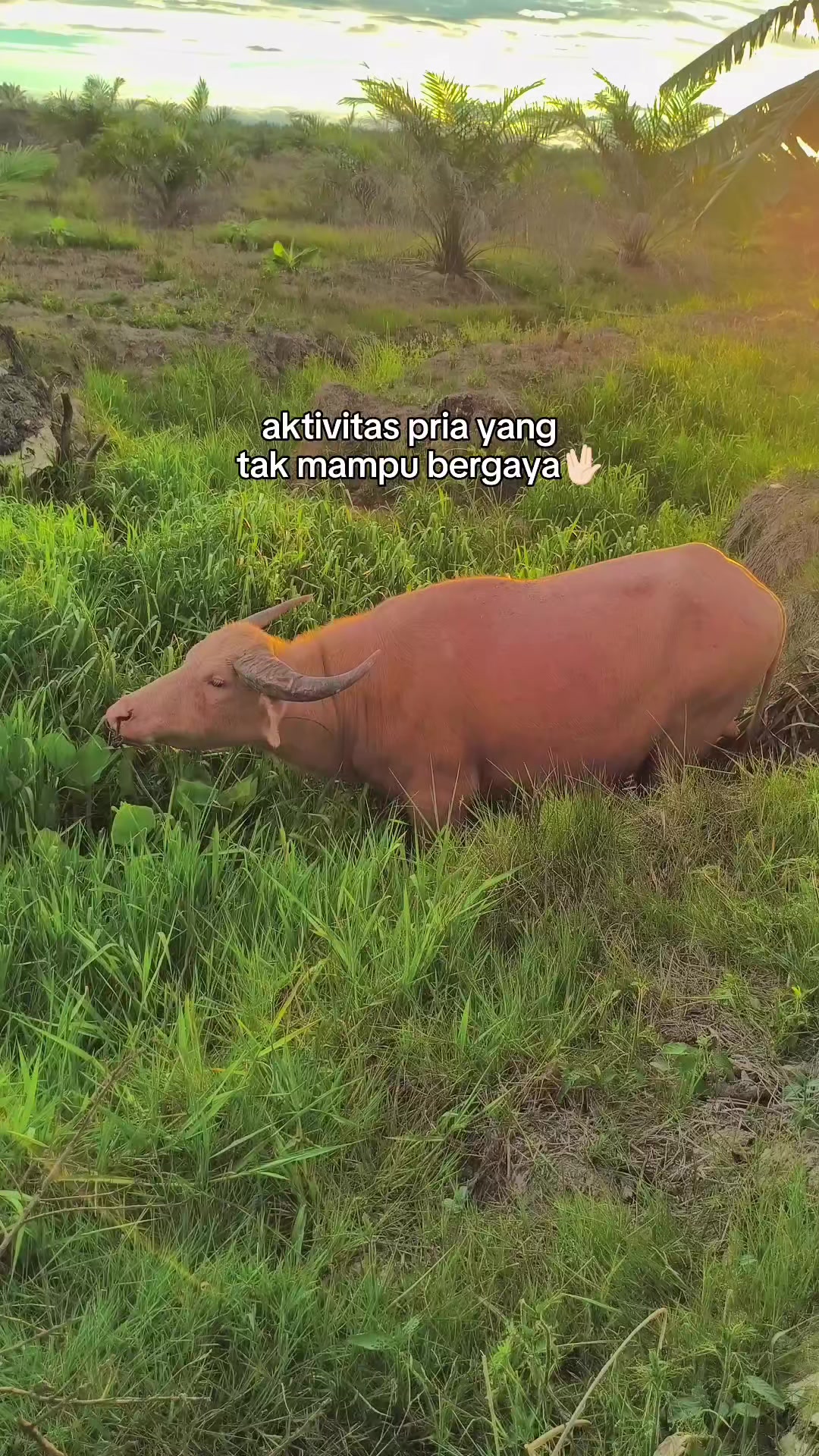 @ahmad &amp; saleko🐃⚡