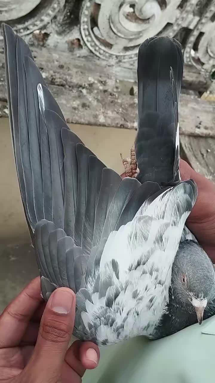 @سکندرپور پیجن👑