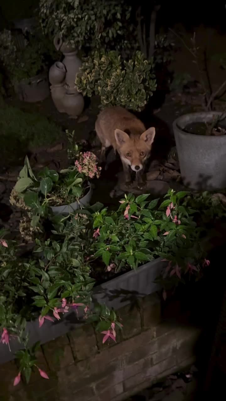 @Fox Lover