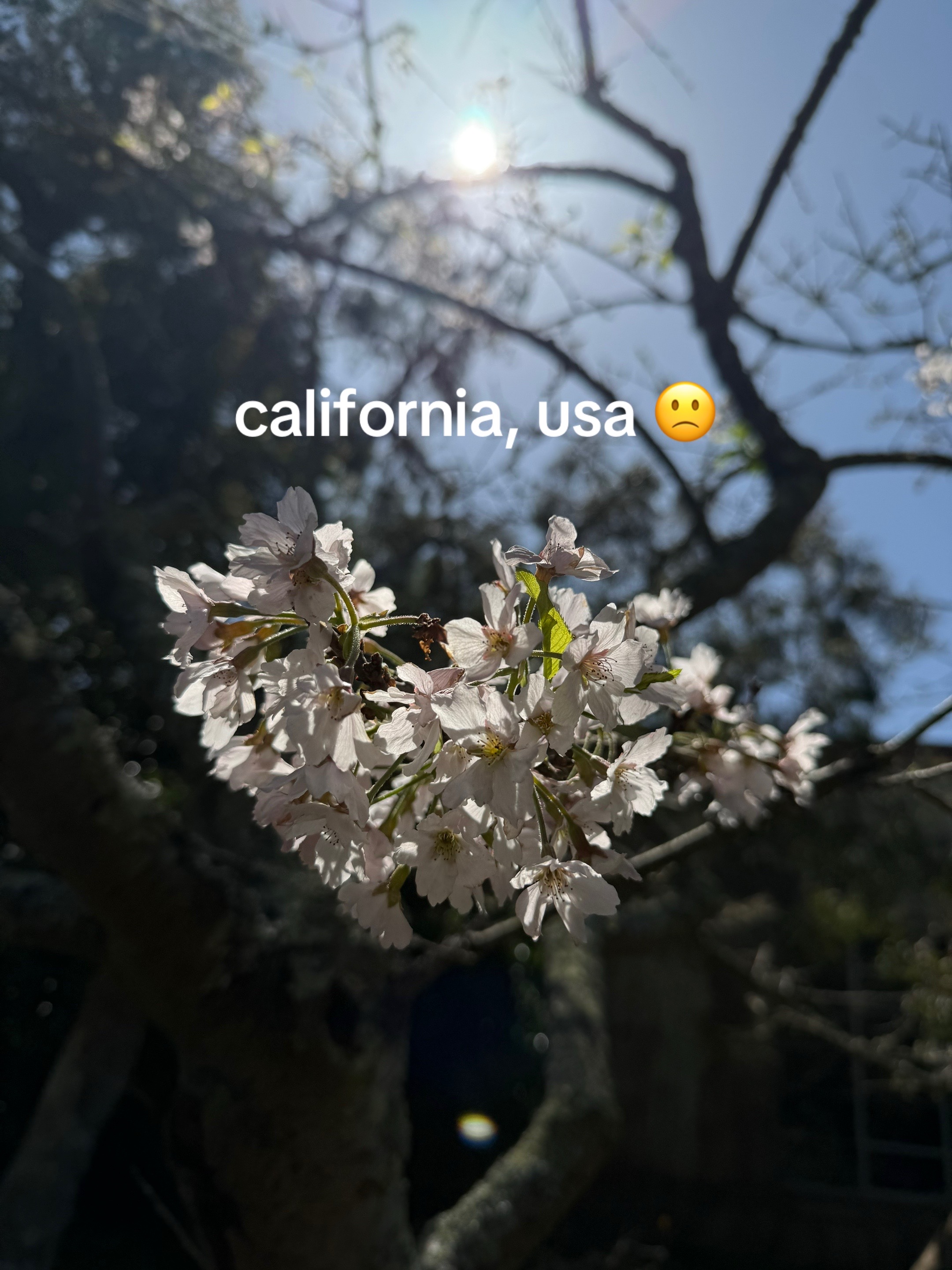 @syd ⋆˚꩜。