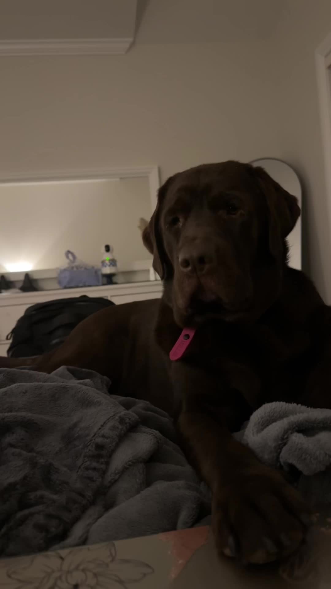 @the_lab_millie