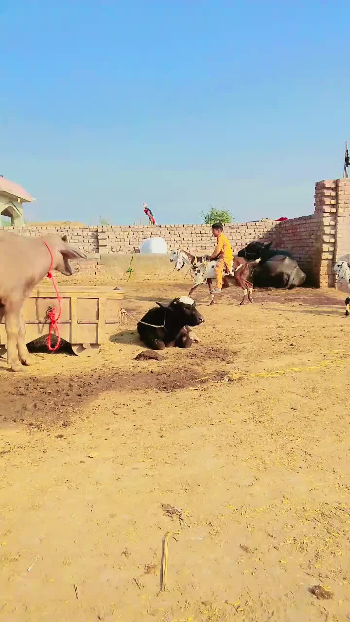 @Qasim07