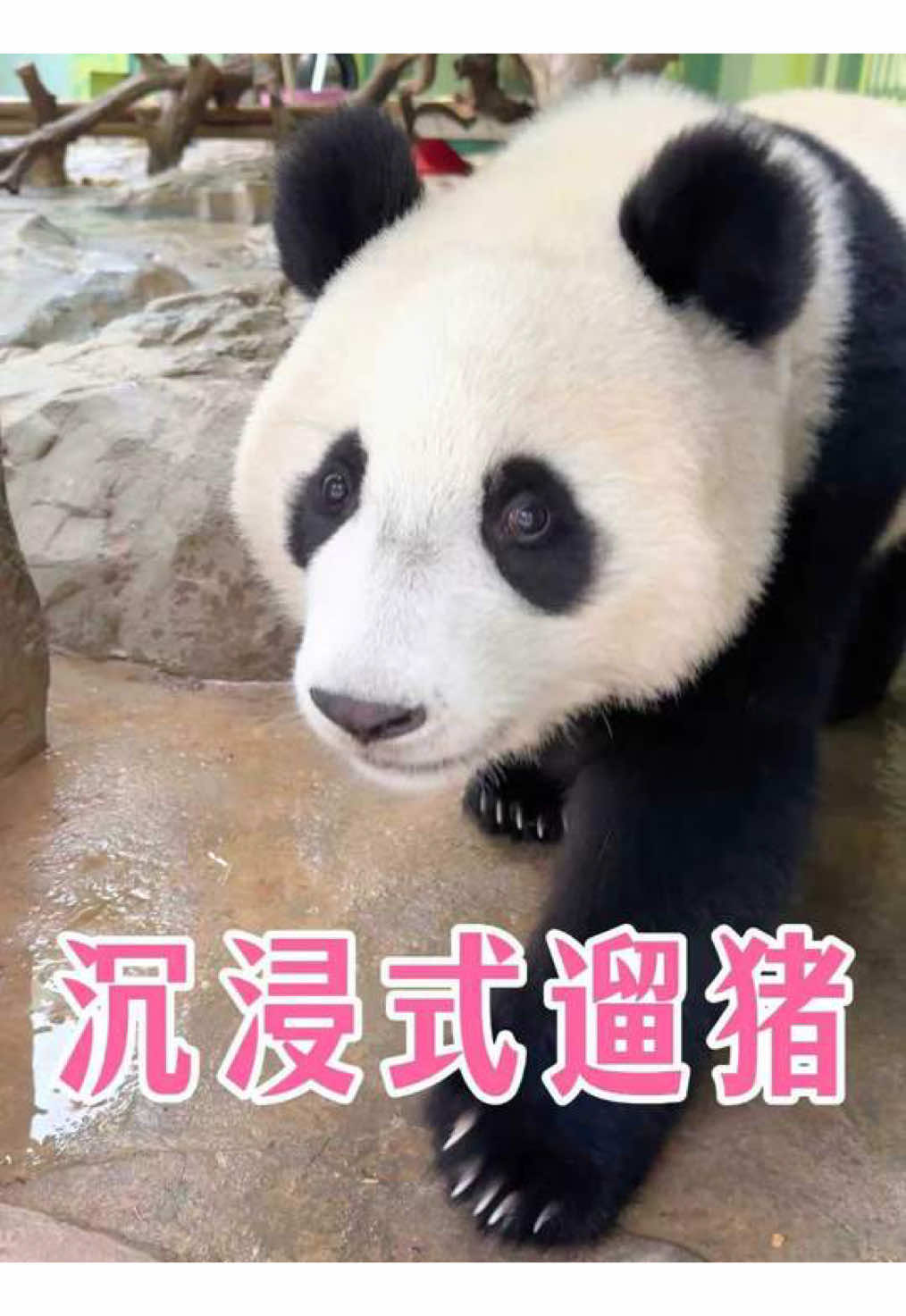 @熊猫妹珠🐼