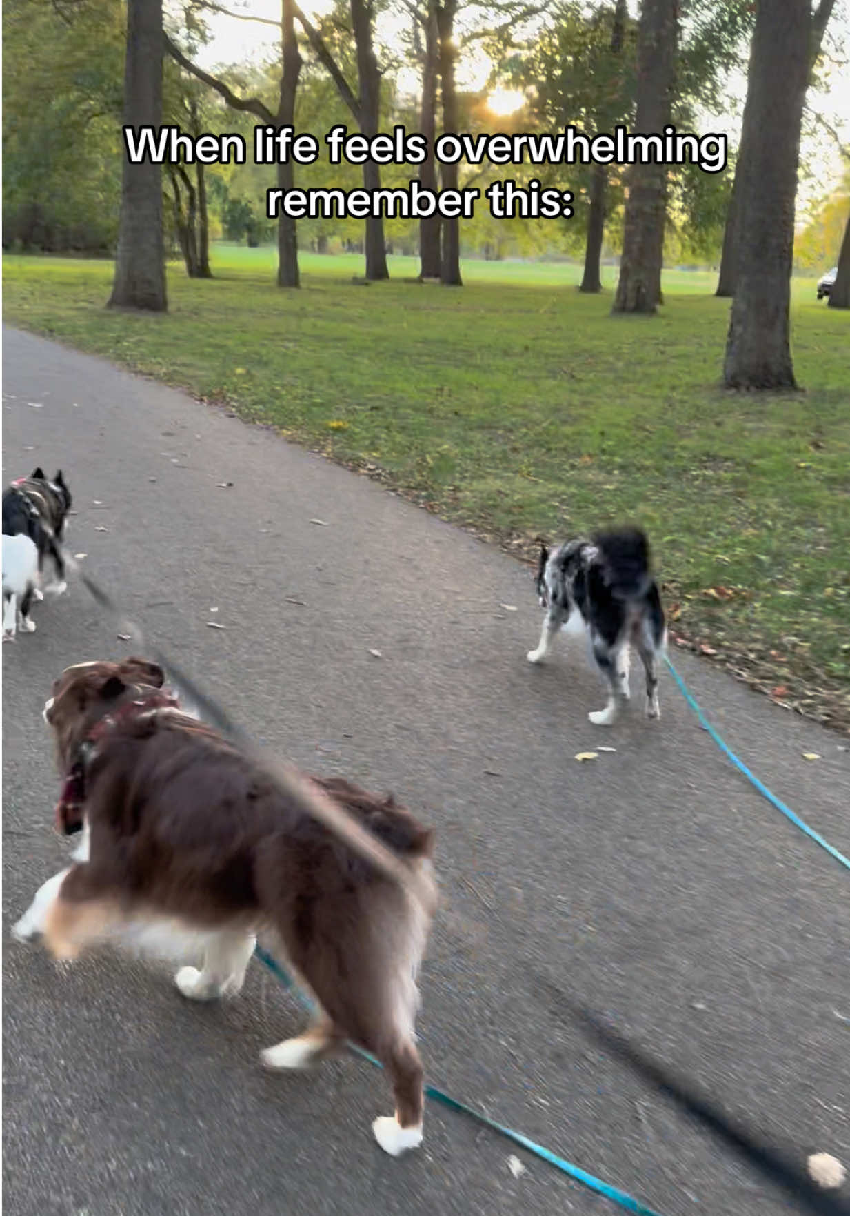@Exploring K9 Training