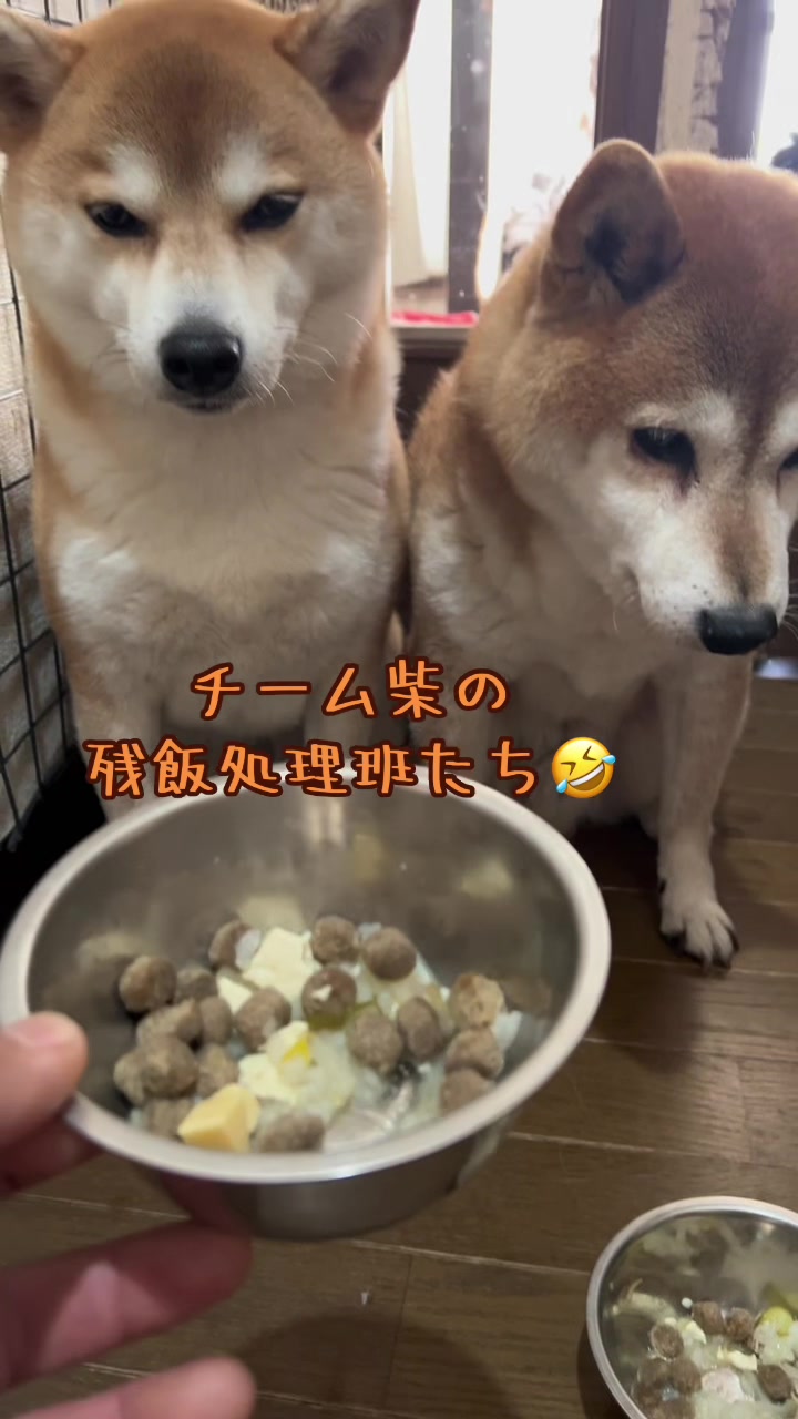 @ムックパパ🔶🐾