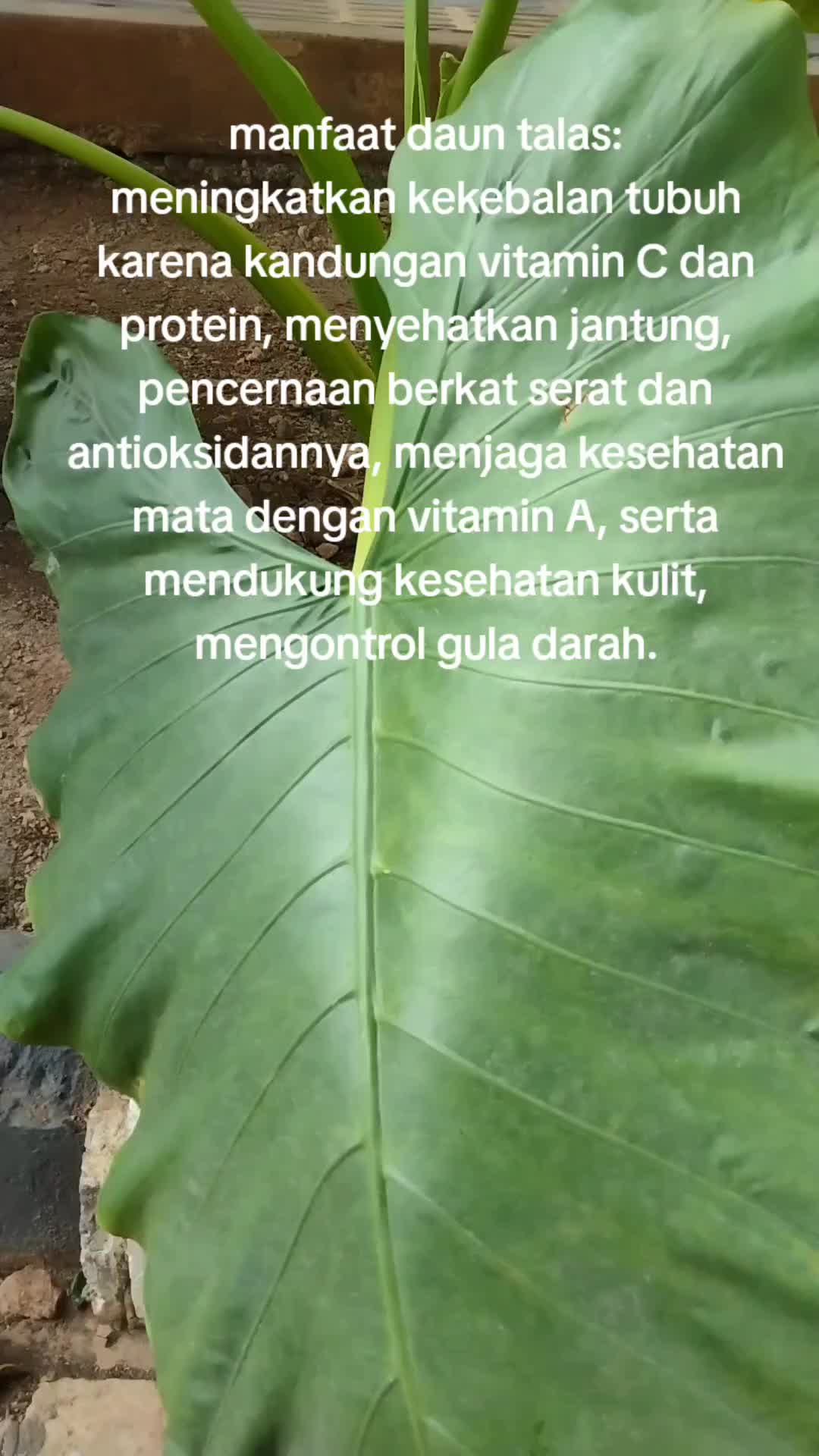 @reny glamur