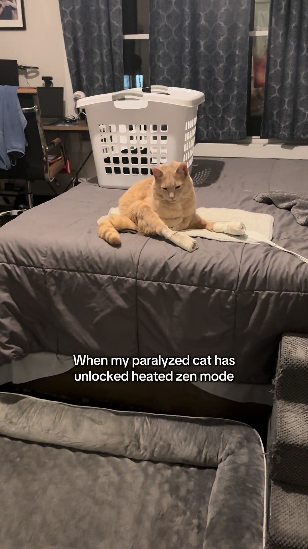 @Low Ryder Kitty