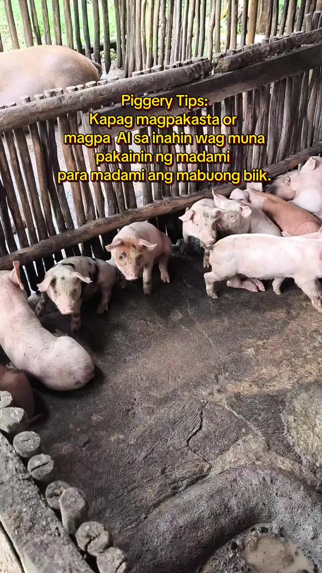 @Marj Pig Farm Vlogs