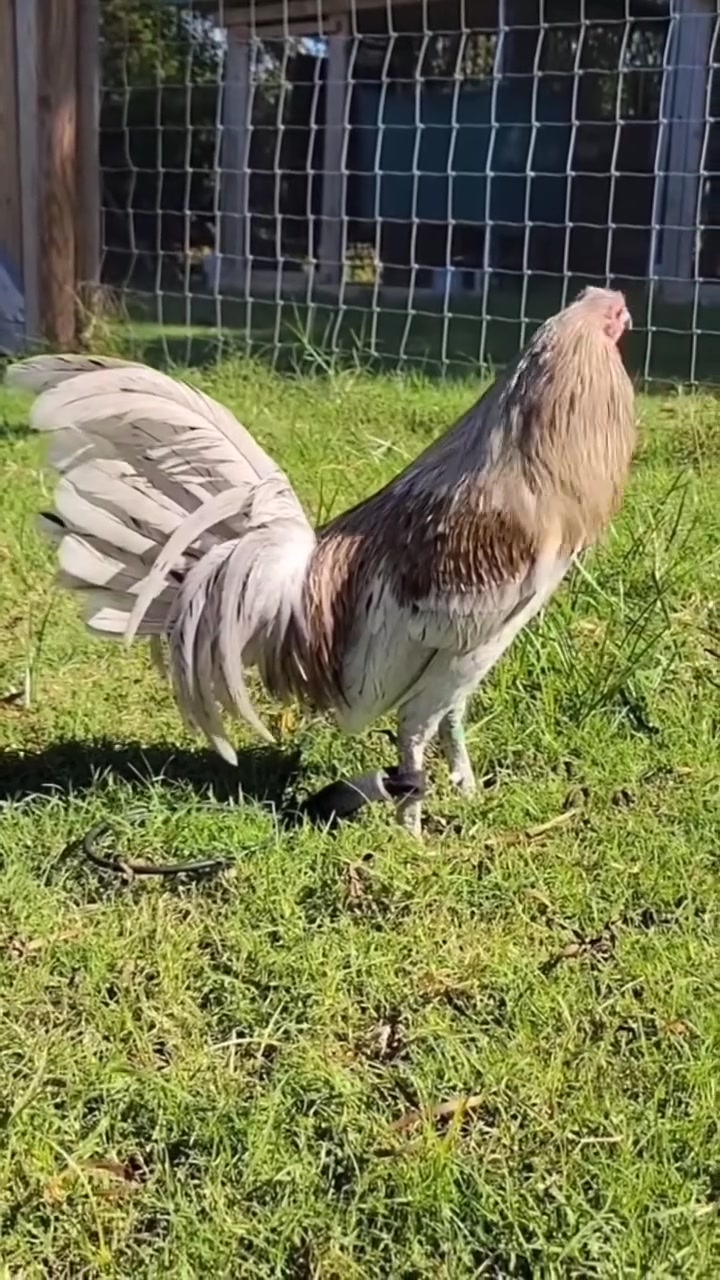 @Carol Nesmith Gamefarm