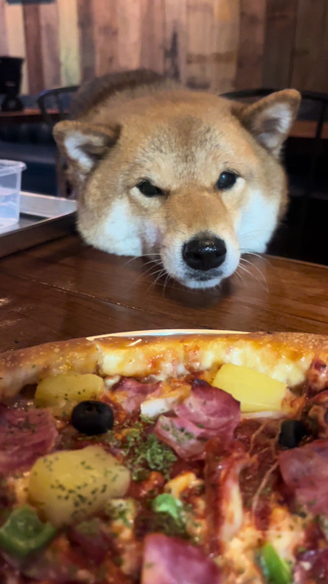 @틱톡하는시바🐕