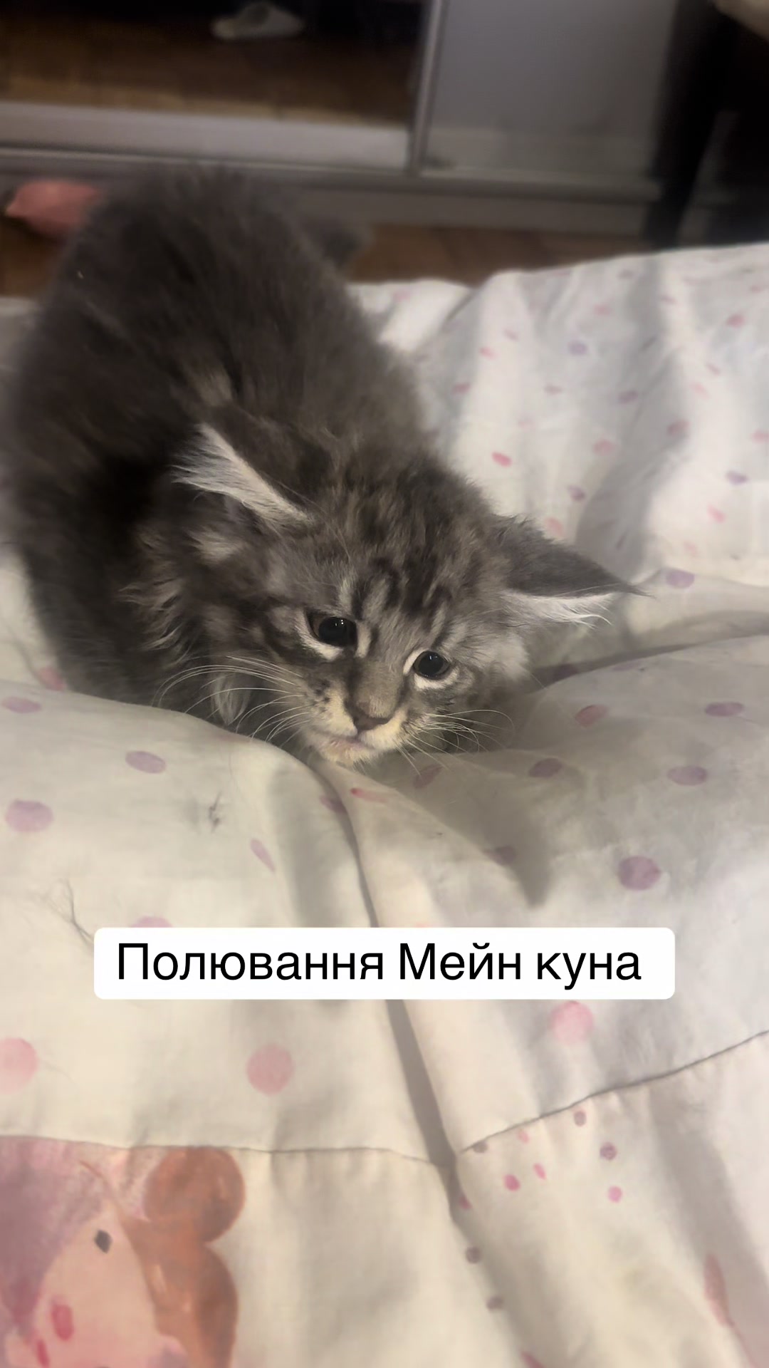 @PARAKENTOS*UA Maine coon