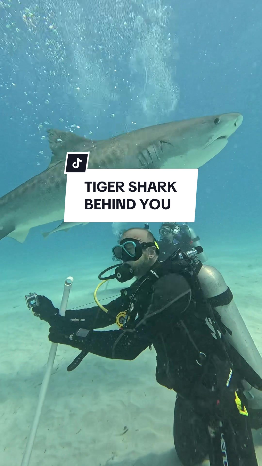 @SCUBA&ensp;DAN&ensp;🦈