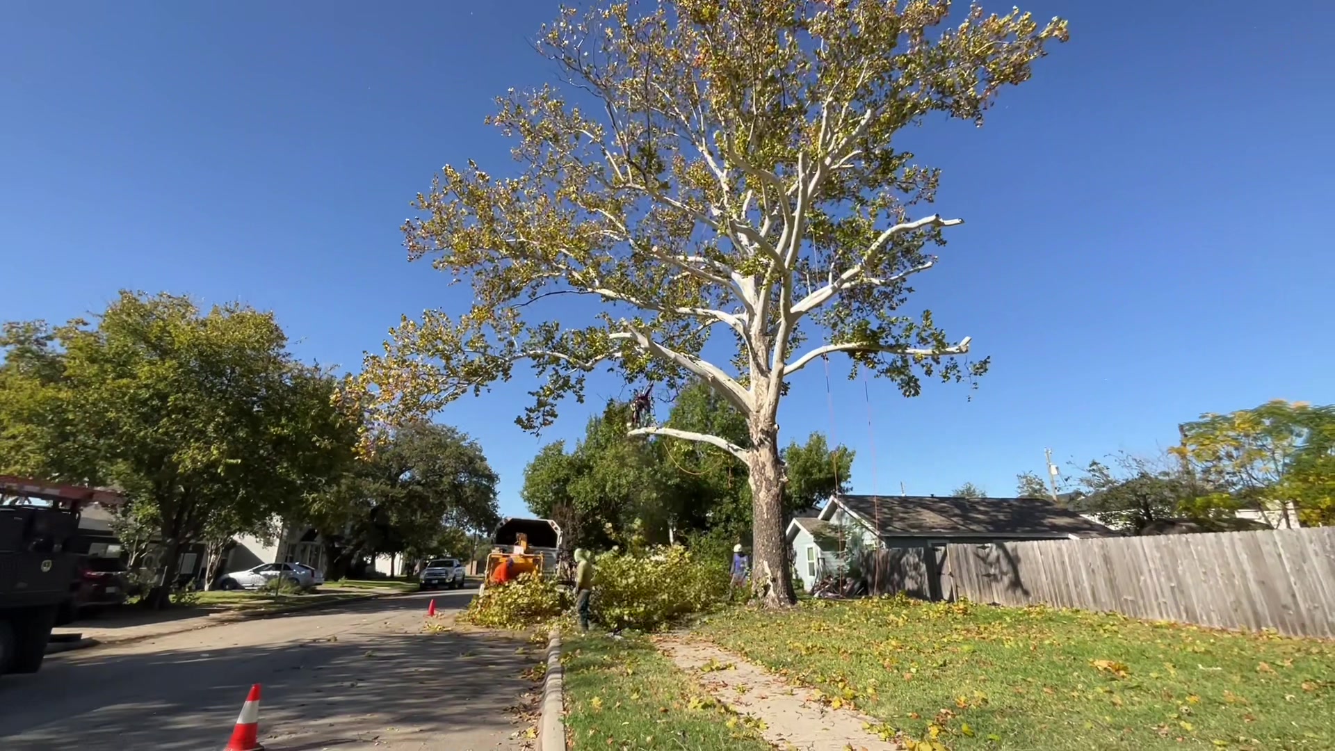 @Live Oak Tree Service