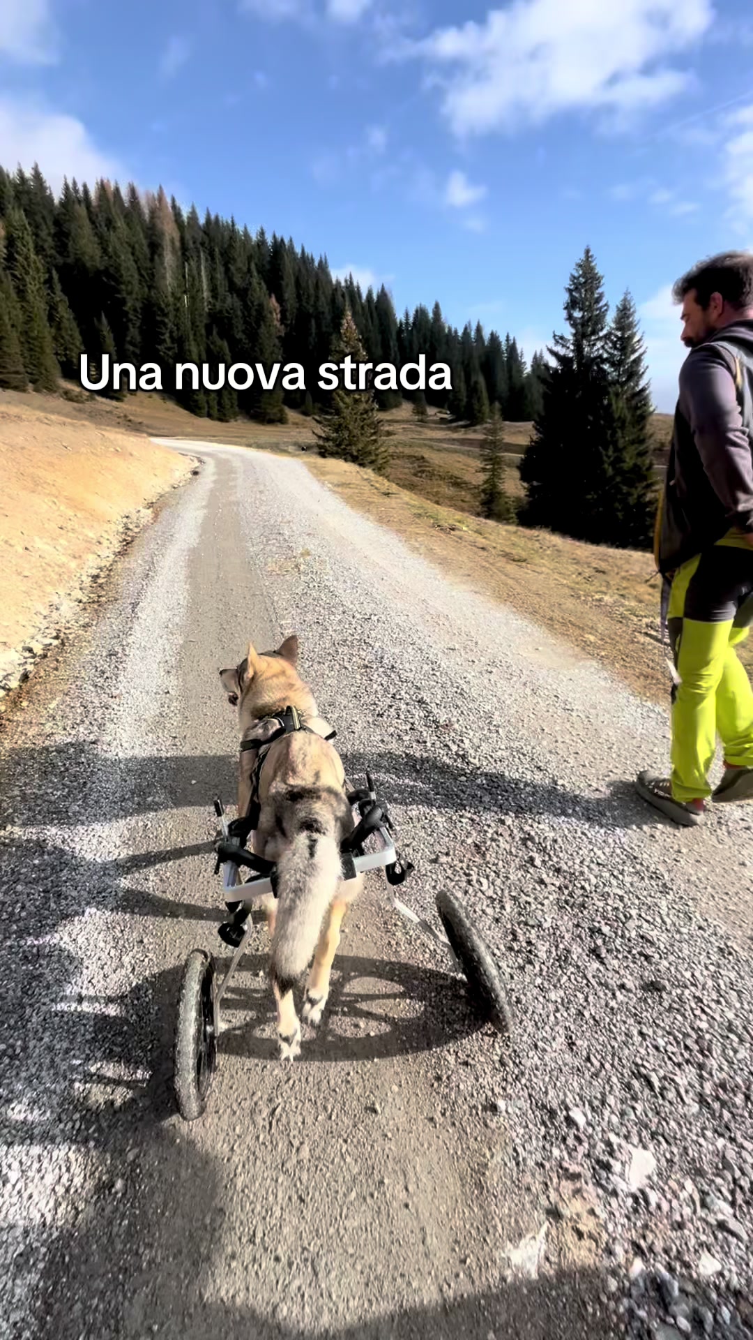 @WalkingWolf