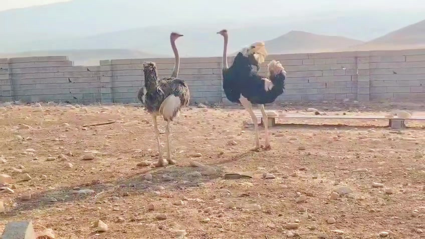 @ابوليره