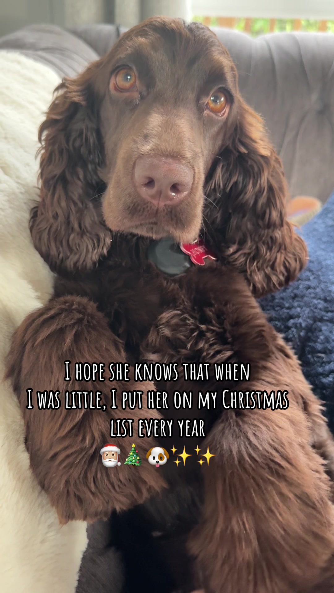 @Honey_The_Show_Cocker 🤎🐾🤎
