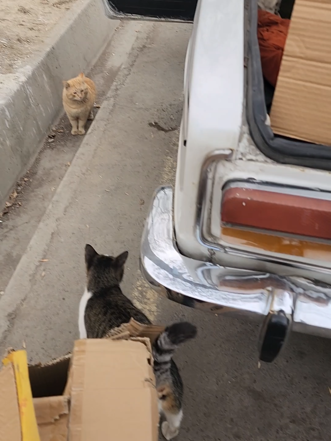 @Cat's Save