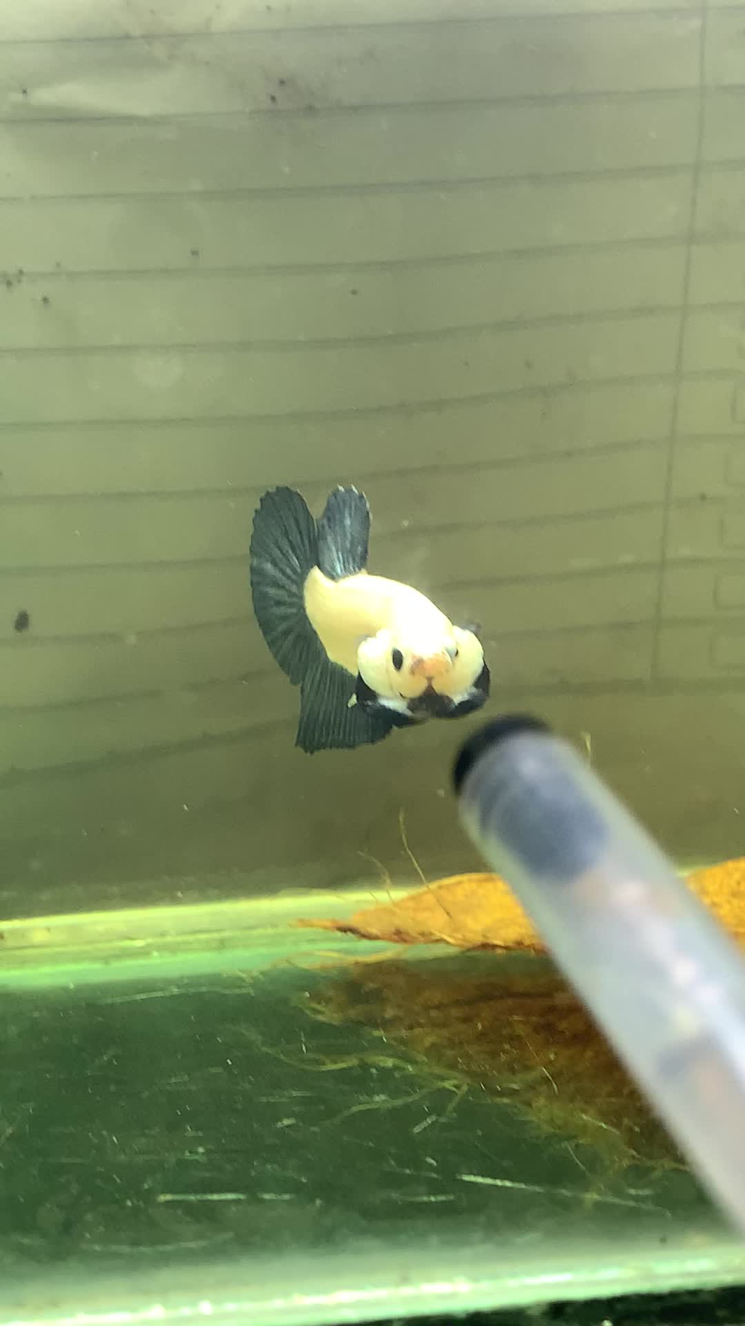 @PetBETTA