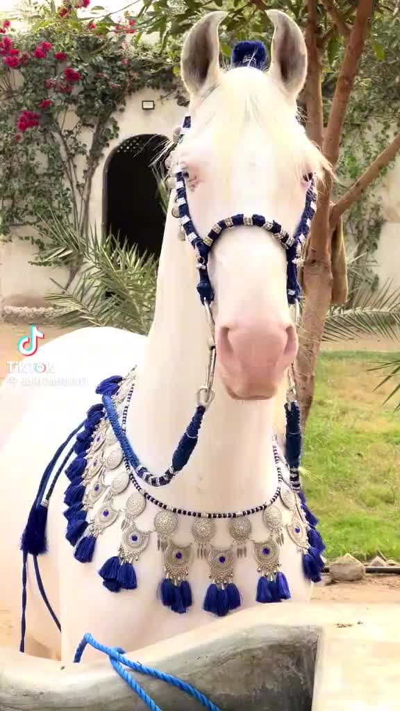 @Musa Bhai 👑