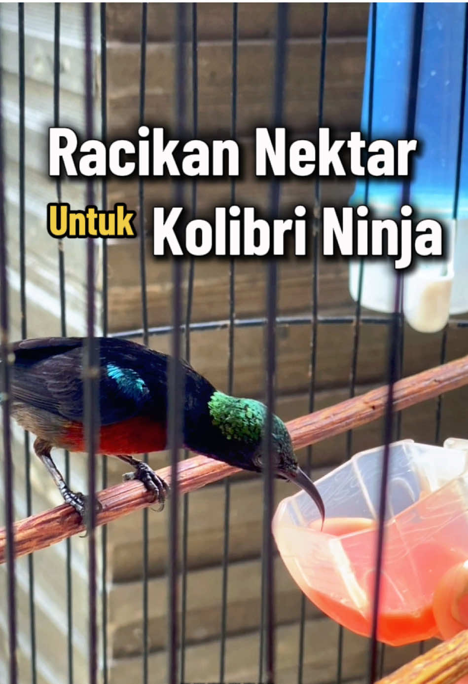 @GeDang Manuk