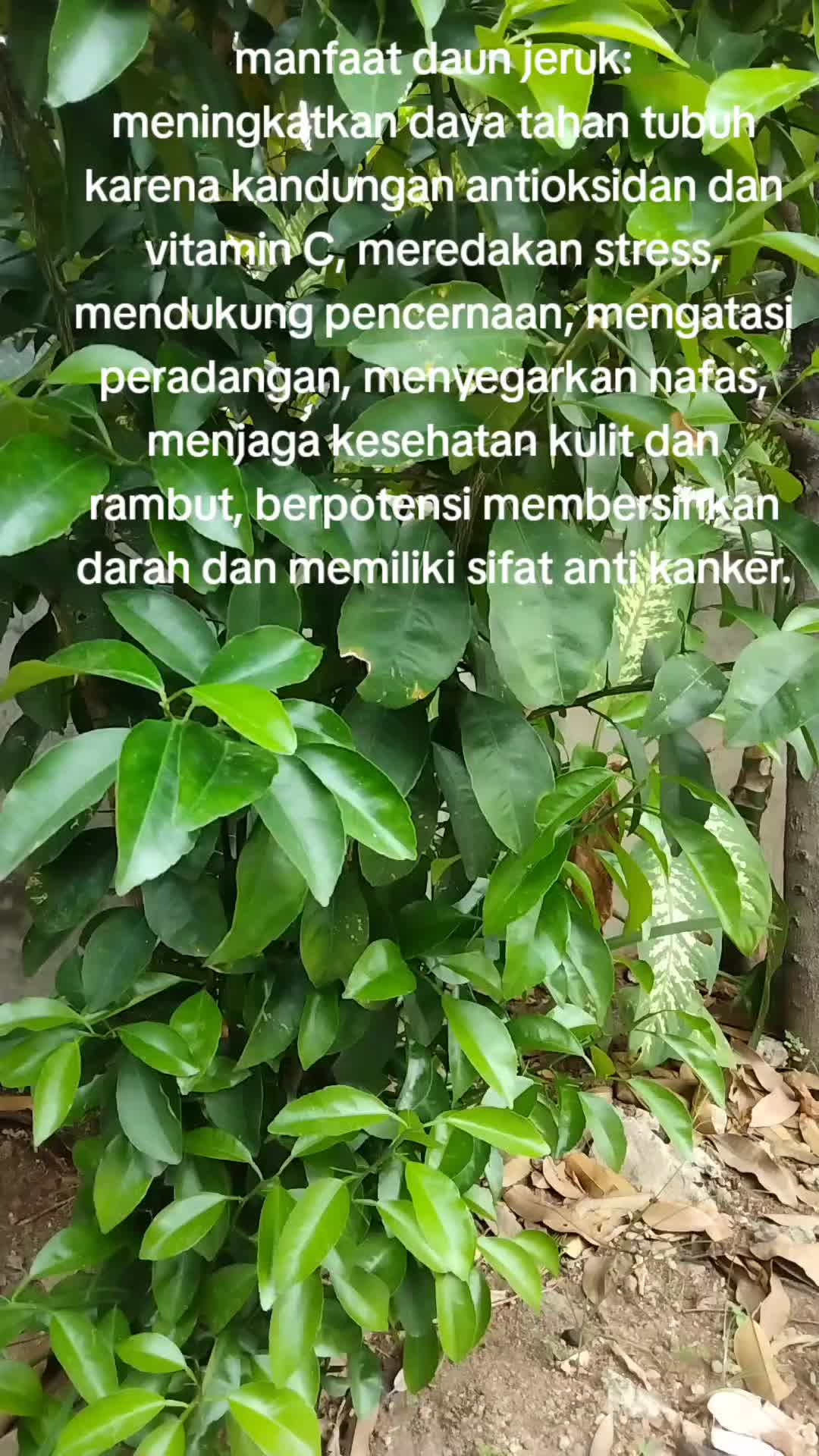 @reny glamur