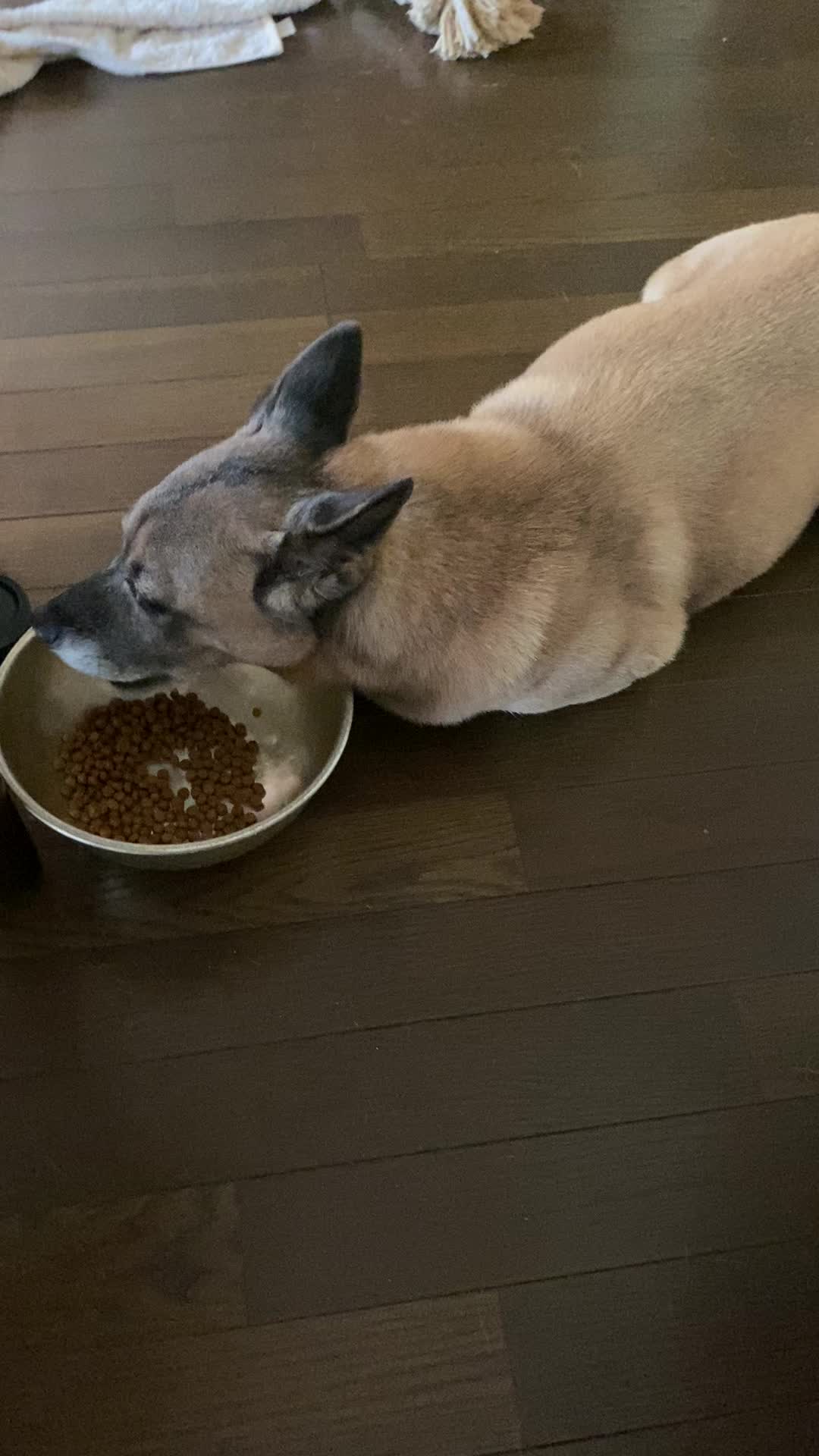 @島犬リリーのtikdog