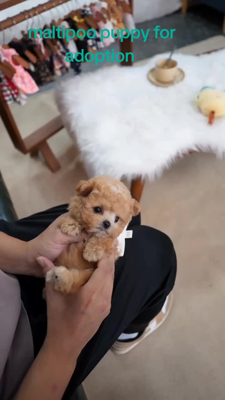 @Teacup puppies