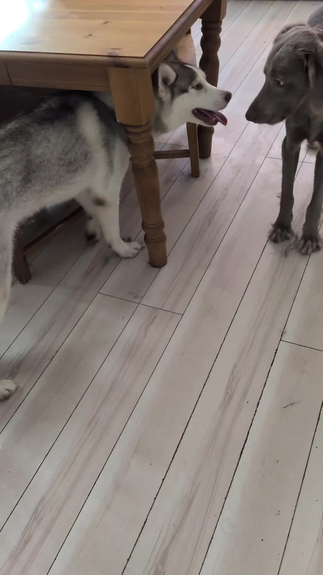 @大型犬3頭&amp;小型老犬4頭多頭飼いの生活