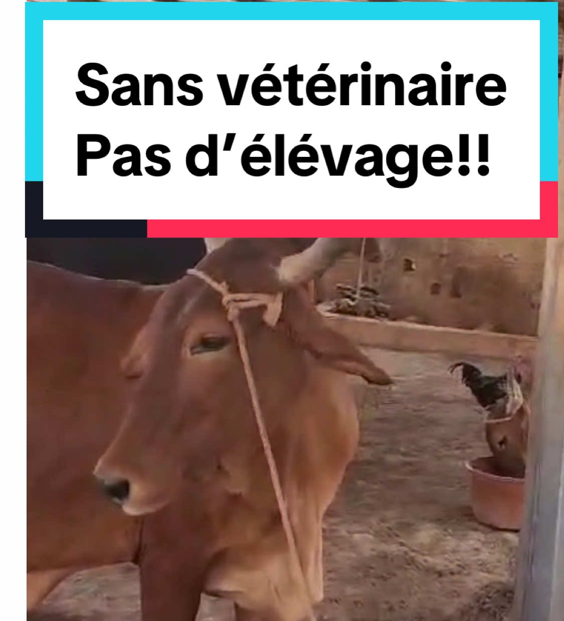 @Sambla Farming