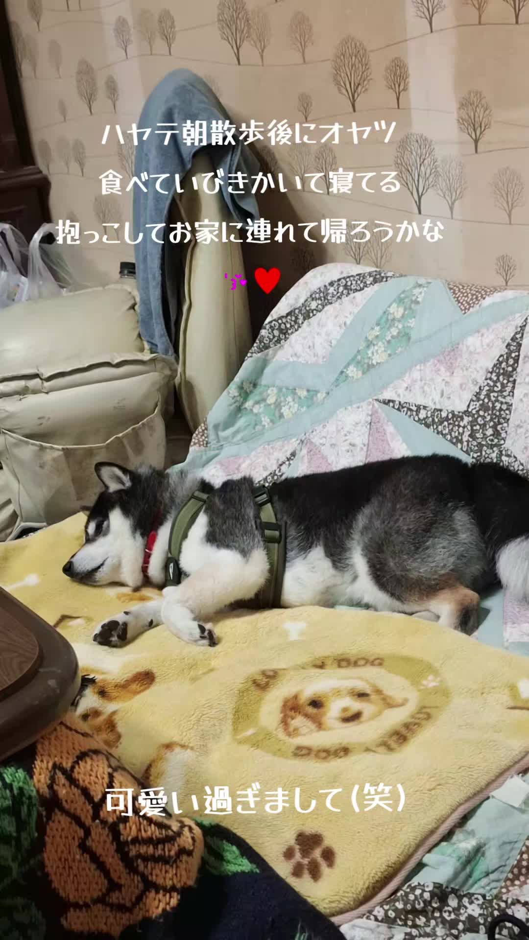 @111シンゴ