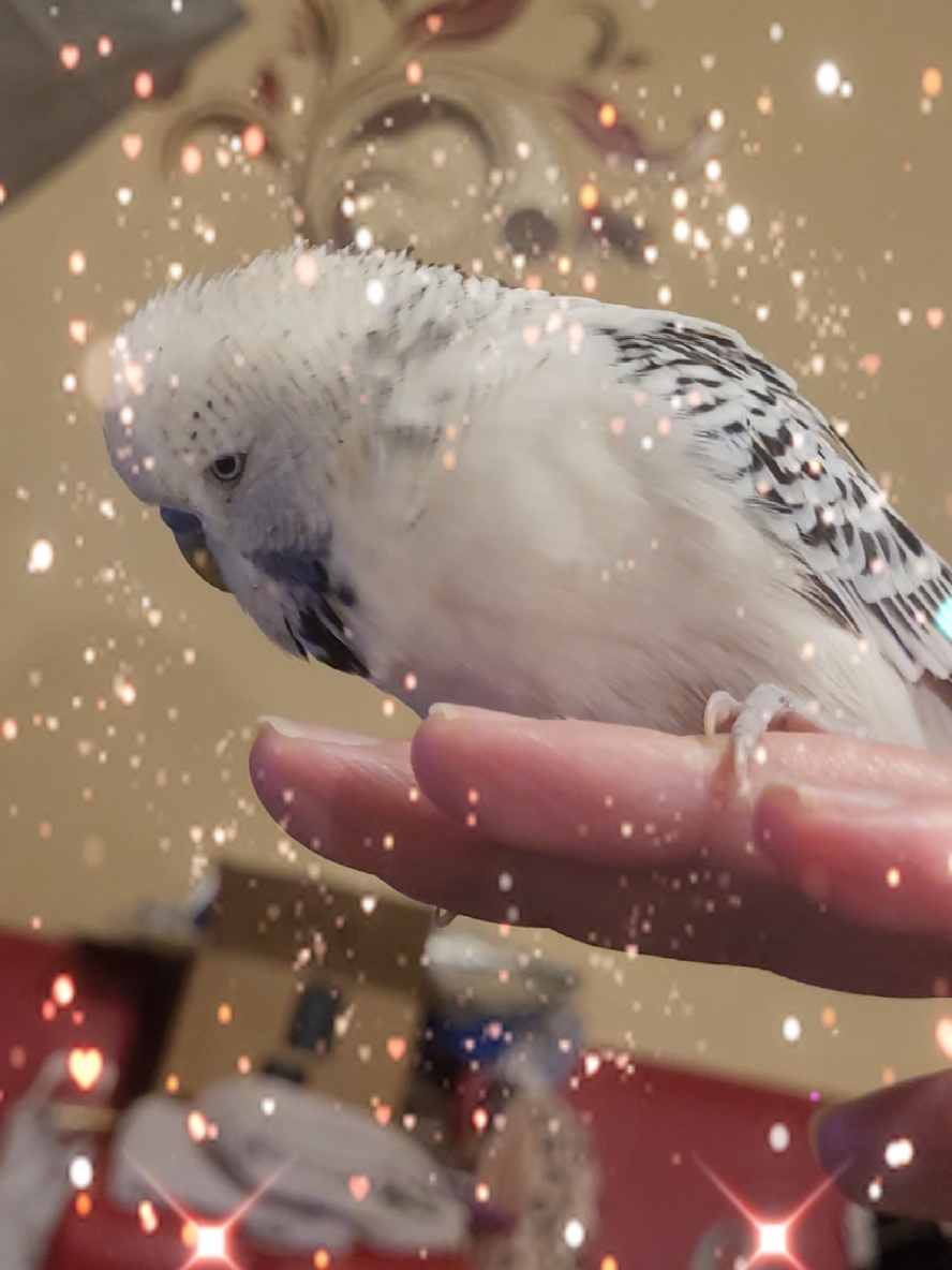 @Taha the Budgie