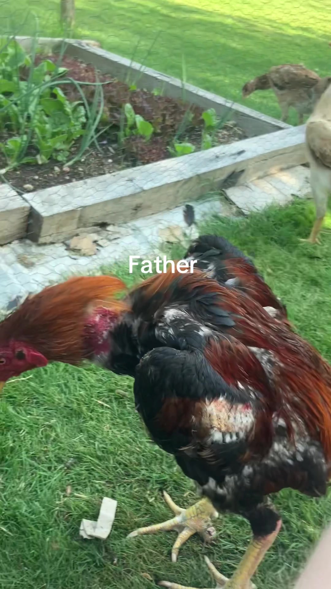 @Game birds