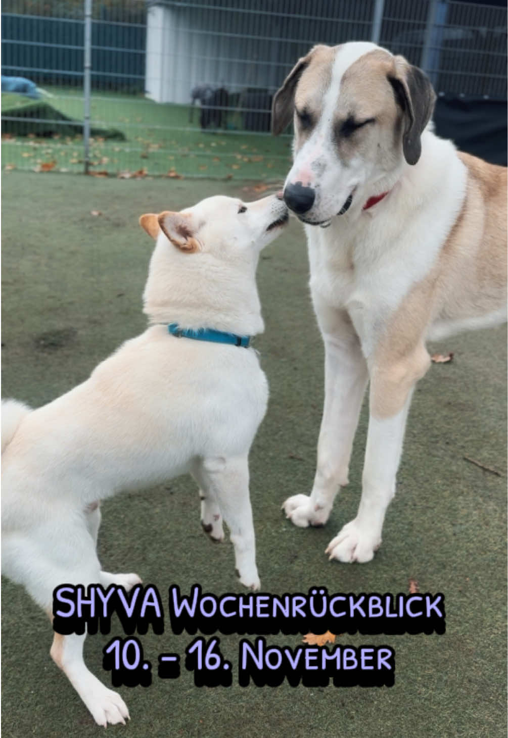 @Shyva Hundezentrum