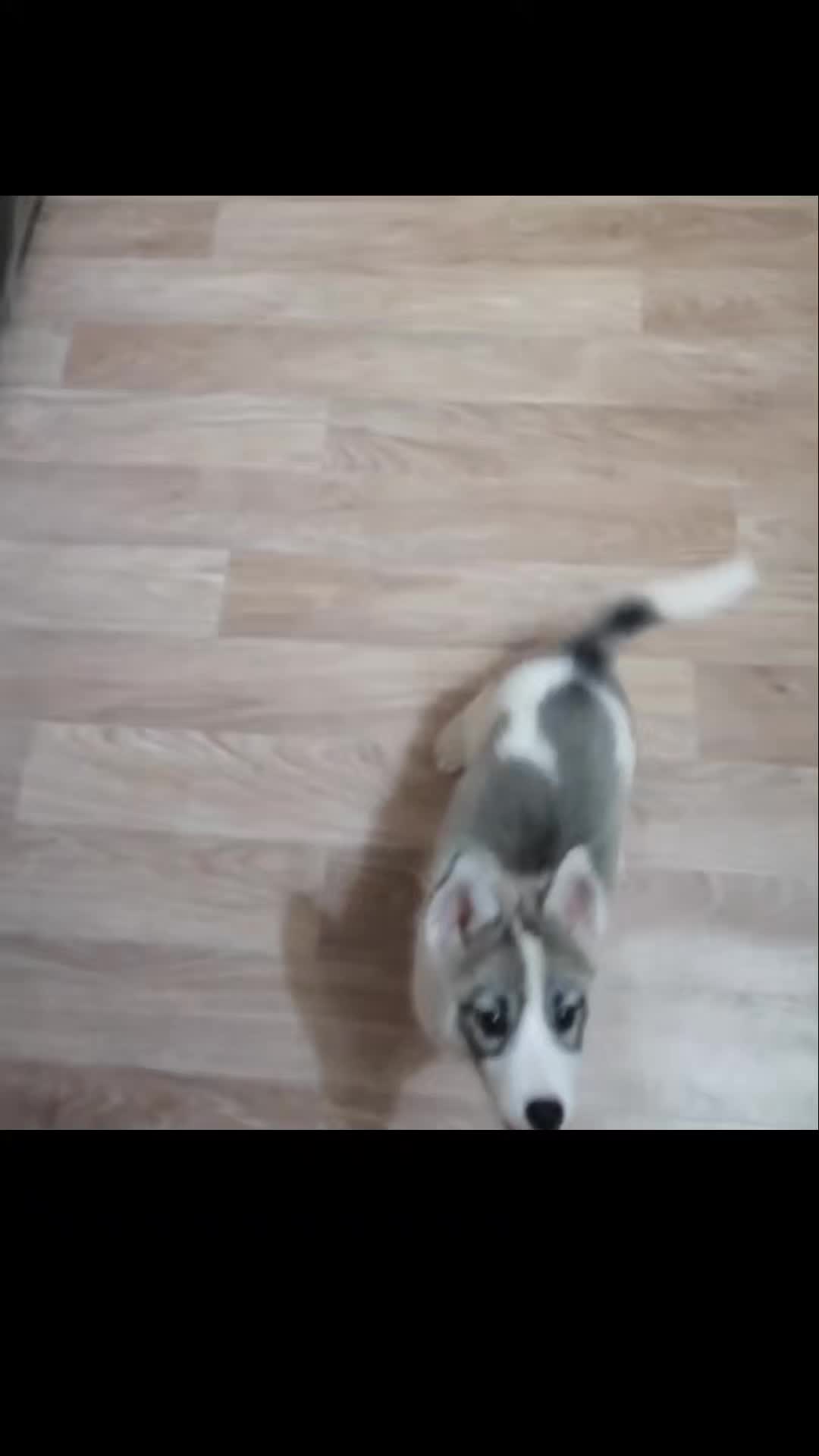 @🐶Людмила😺