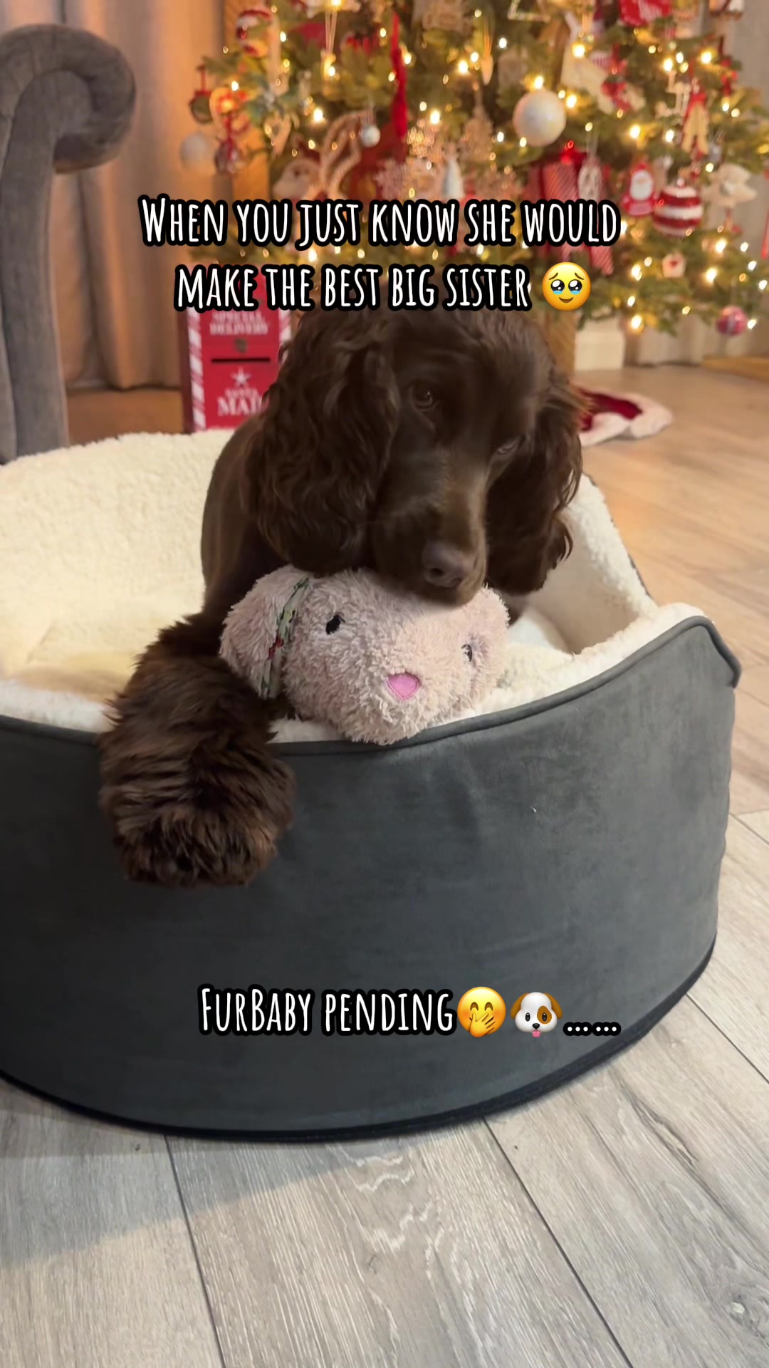 @Honey_The_Show_Cocker 🤎🐾🤎