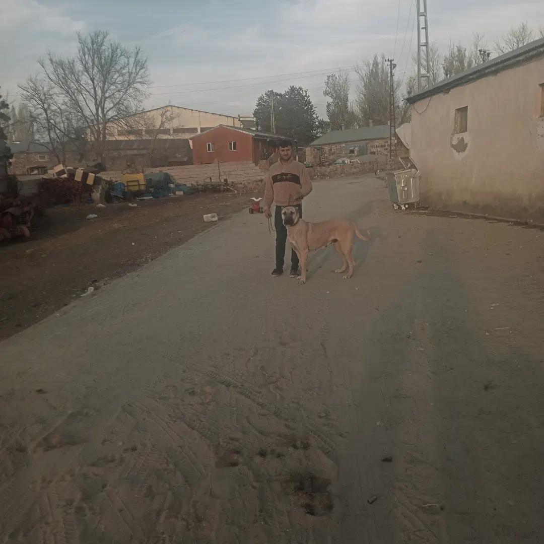 @şahinpolat