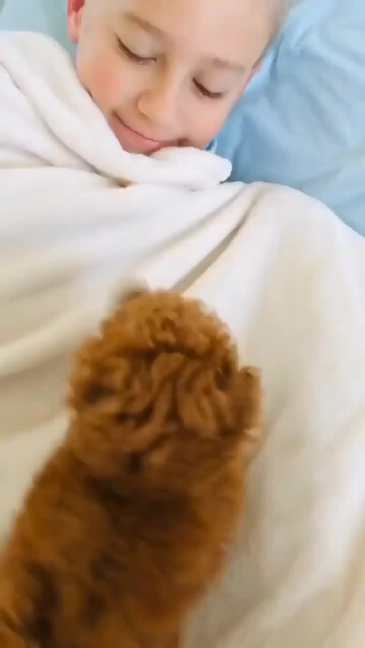 @homeraisedtinypoodles