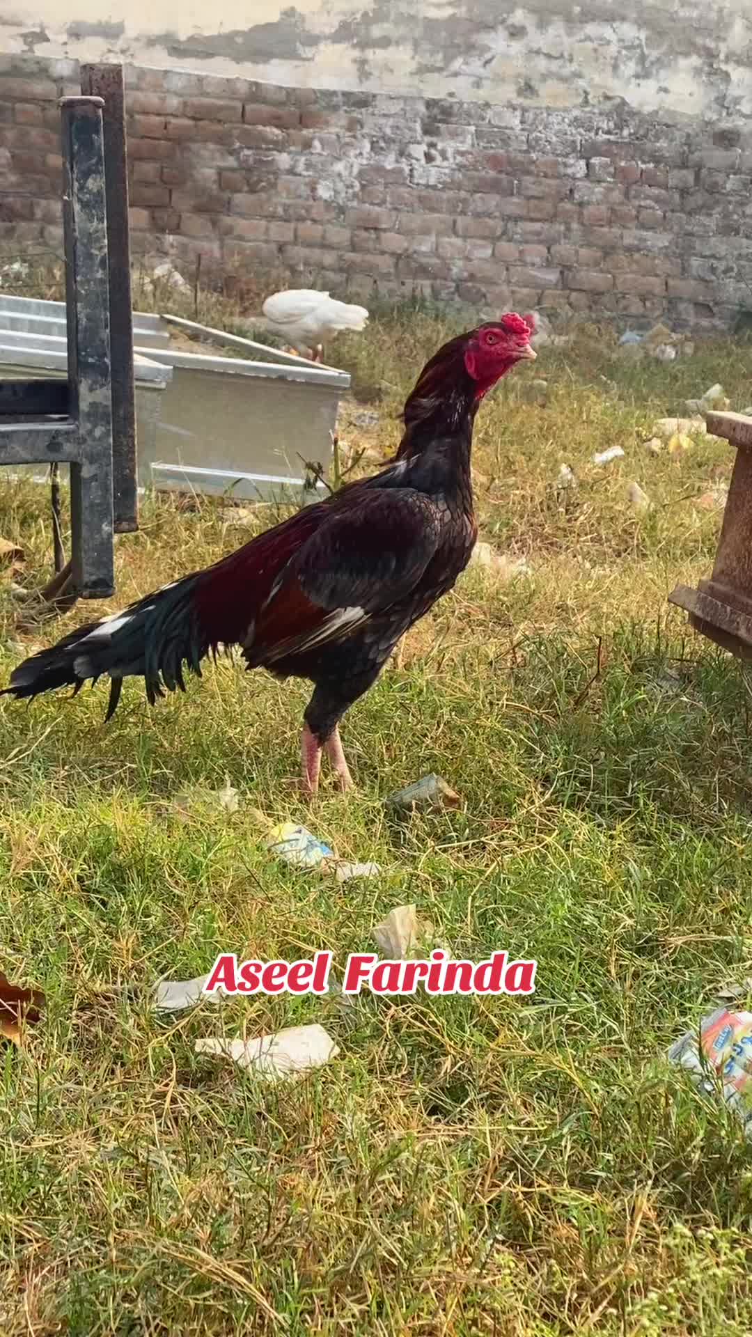 @Usman Aseel