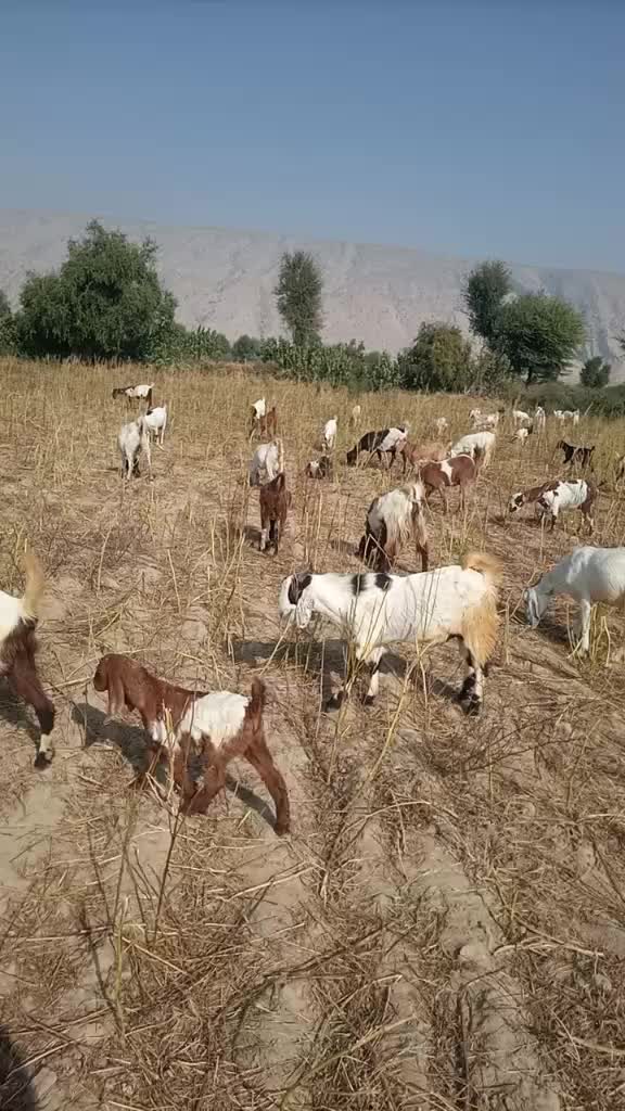 @sajidgabol645