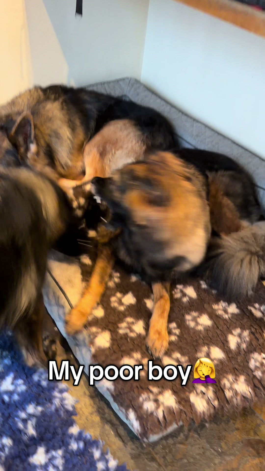 @TheGSDhubwithjennygould