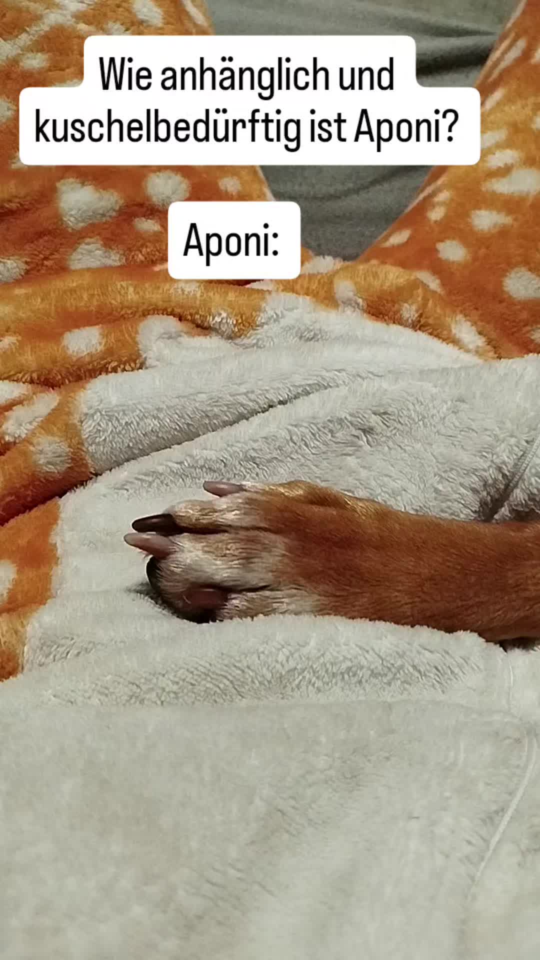 @PeanutundAponi🐶🐾