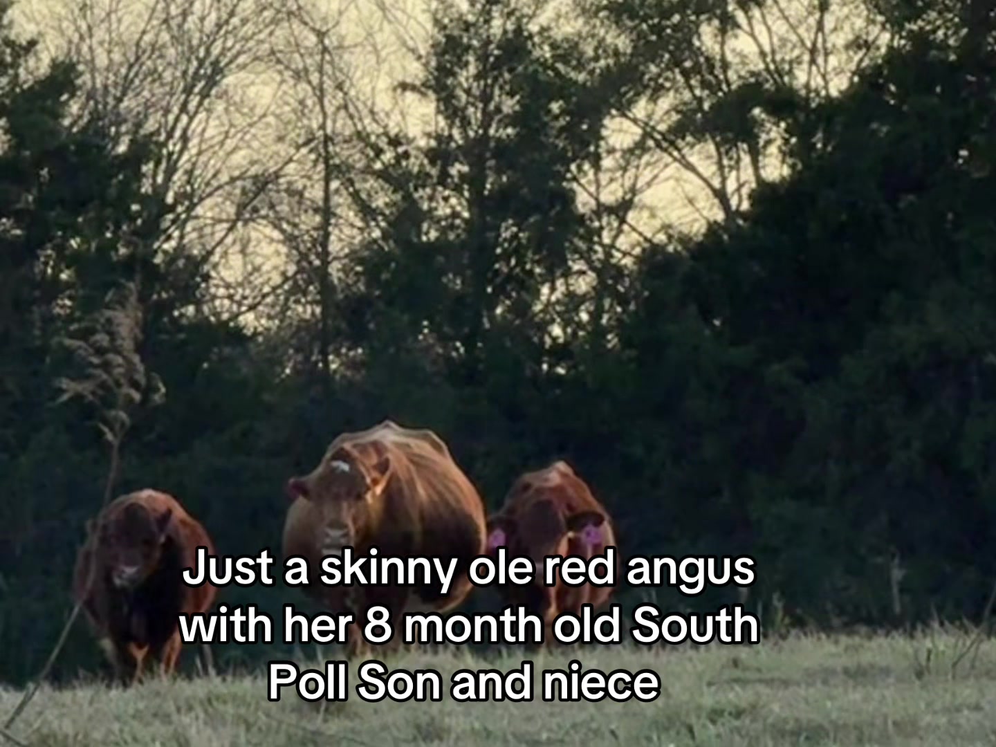 @Flat Rock Cattle Co