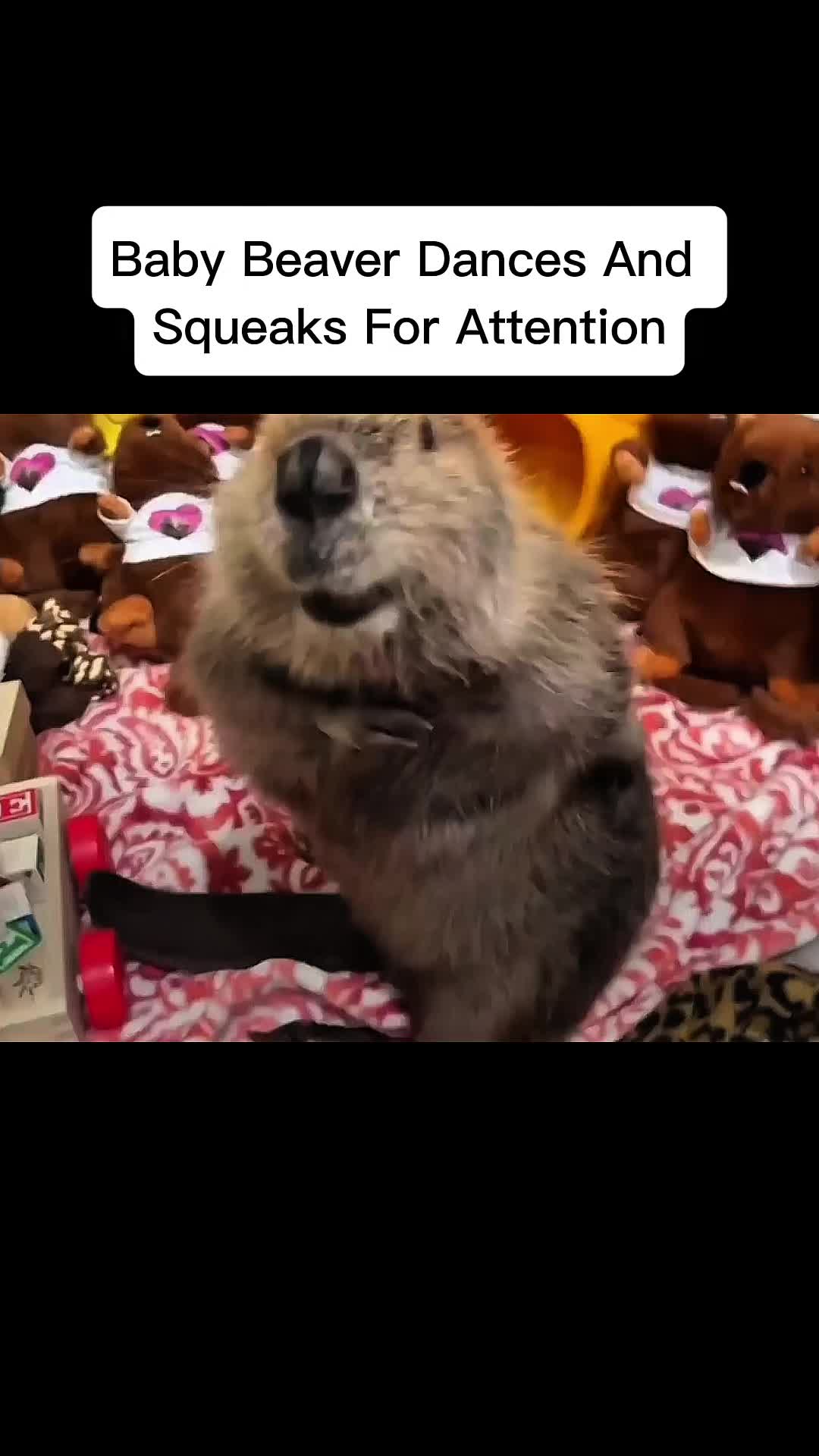 @cddle_buddies_channel