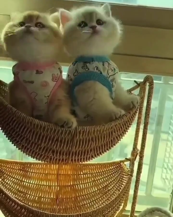 @FurFunDaily