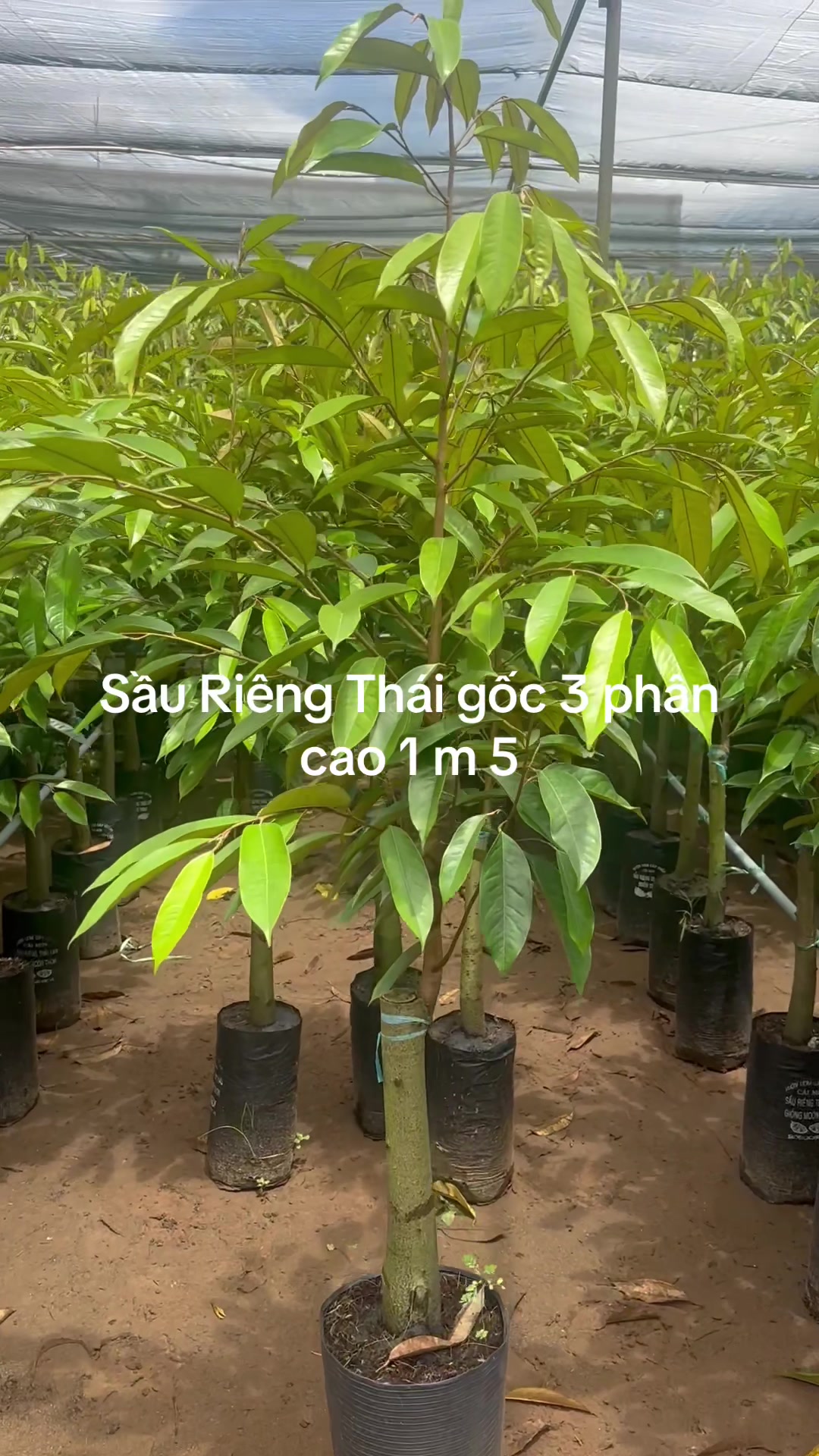 @H&ugrave;ng Chương STCG Welofarm