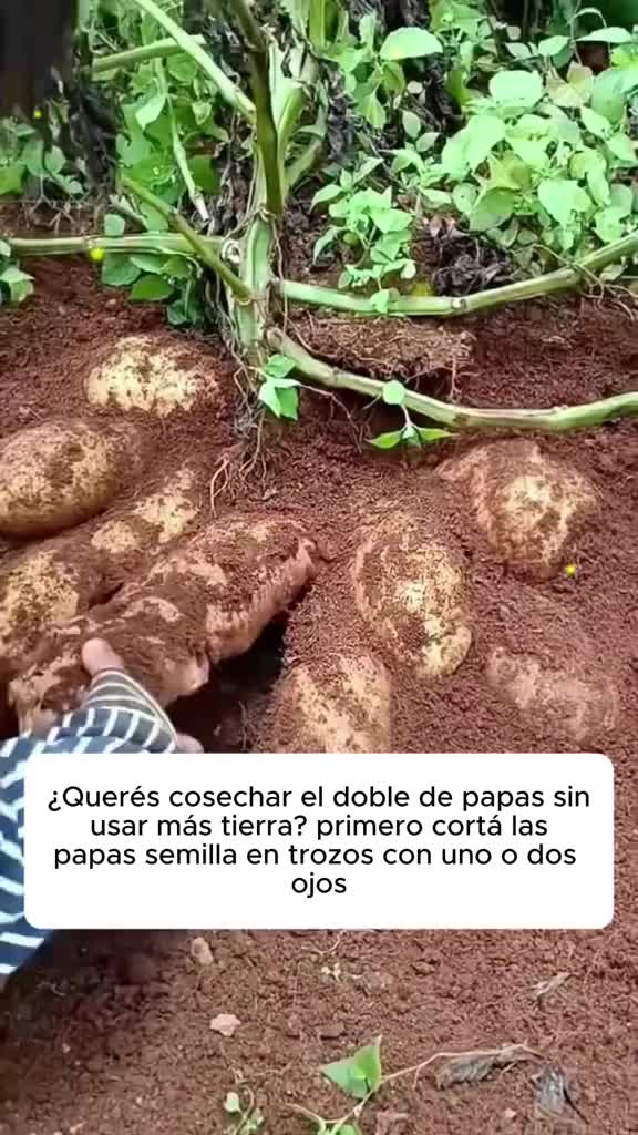 @MIJARDIN