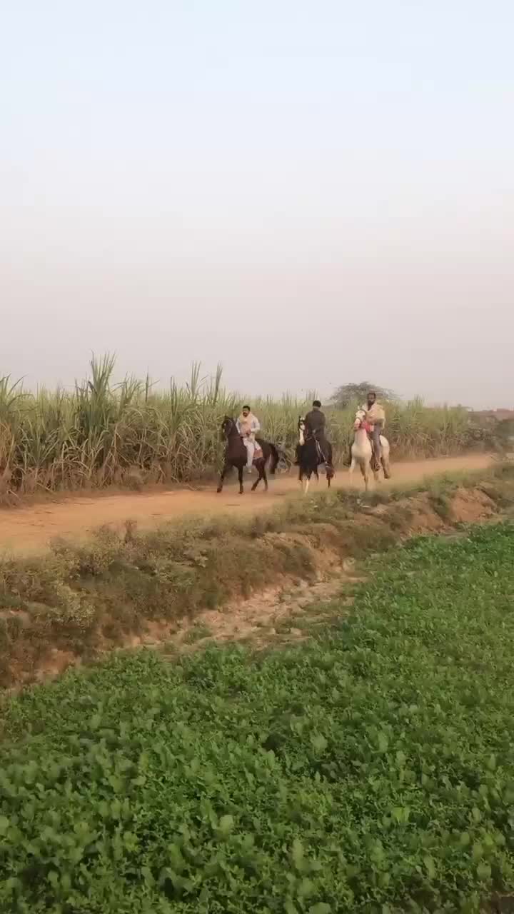 @احمد گل نمبر دار
