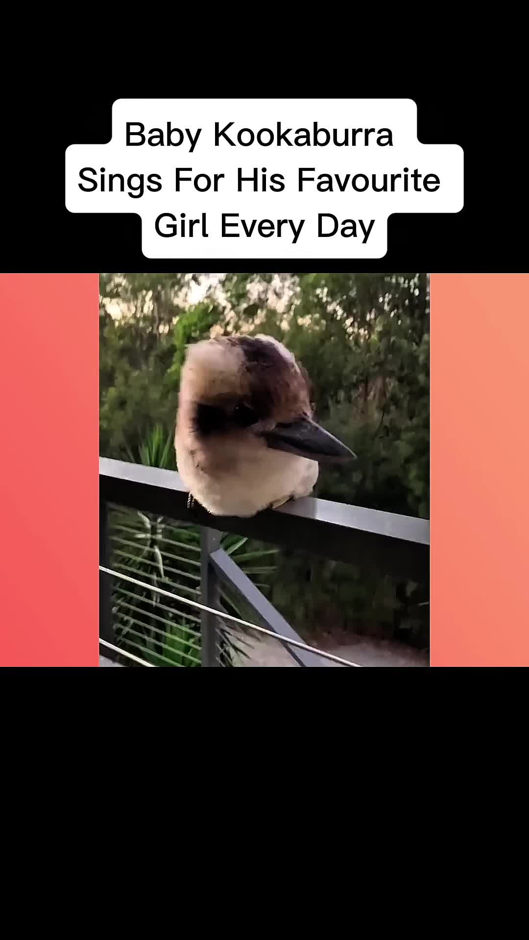 @cddle_buddies_channel
