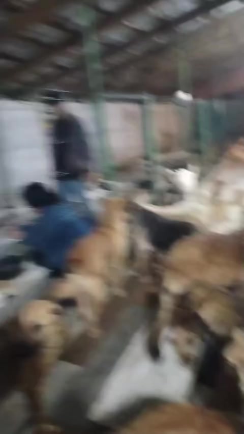 @Sahibsiz heyvanlara dəstək