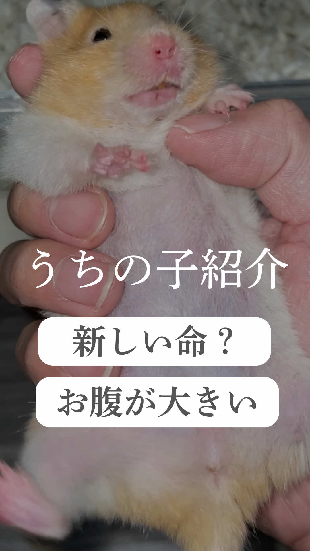 @はむはむパーク